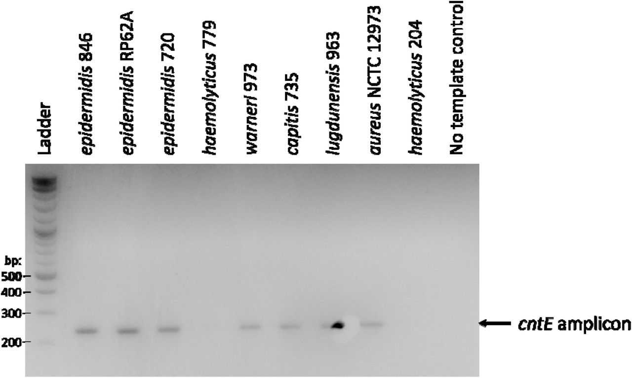 Amplification of cntE from a panel of staphylococci using degenerate primers. S. haemolyticus does not contain the cnt operon.
