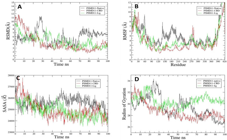 Molecular Dynamics of PSMD11 Native, CBD, and Lig (166505341). A. RMSD, B. RMSF, C. SASA. D. Rg Analysis of All Trajectories.
