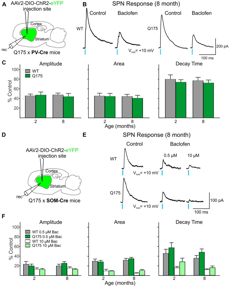 Activation of GABAB receptors yielded no significant genotype-dependent alterations in PV- or SOM-expressing interneuron-induced IPSCs in Q175 SPNs. (A) Schematic of AAV injection/recording site and mouse line used for the data shown in (B,C). (B) Sample traces of optically-evoked, GABA responses mediated by activating PV-expressing interneurons in WT and Q175 SPNs before (Control) and after 20 min incubation with Baclofen (Bac, 10 μM). (C) Summary of the effects of GABAB receptor activation in WT, presymptomatic Q175 (2 months; WT n = 7 and Q175 n = 12; four and five mice, respectively) and symptomatic Q175 (8 months; WT n = 7 and Q175 n = 8; six and five mice, respectively) SPNs. Average response properties (amplitude, area and decay time) as a percentage of the Control response. (D) Schematic of AAV injection/recording site and mouse line used for the data shown in (E,F). (E) Sample traces of optically-evoked, GABA responses mediated by activating SOM-expressing interneurons in WT and Q175 SPNs before (Control) and after 20 min incubation with Bac (0.5 μM followed by subsequent incubation with 10 μM). (F) Summary of the effects of GABAB receptor activation by Bac in 2- and 8-month WT and Q175 SPNs (2 months: WT n = 11 and Q175 n = 9; eight and six mice, respectively; eight month: WT n = 11 and Q175 n = 12; six mice for each genotype.