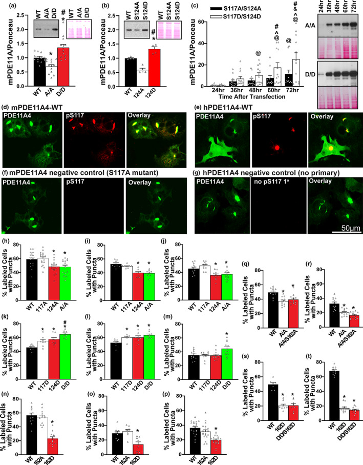 Phosphorylation of serine 117 (S117) and serine 124 (S124), but not serine 162 (S162), are sufficient to increase PDE11A4 expression and drive the accumulation of PDE11A4. Previous studies suggested PDE11A4 regulates its own protein expression levels (Hegde, Ji, et al., 2016; Smith et al., 2021). As such we determined if the increased phosphorylation of PDE11A4 at S117 and S124 observed in the aged hippocampus (Figure 1) was sufficient to cause age‐related increases in PDE11A4 protein expression and accumulation. To do so we tested the effect of phospho‐resistant (alanine, A) versus phosphomimic (aspartate, D) mutations. (a) in 2 experiments using HT‐22 cells harvested 24 h following transfection (combined data shown here), preventing phosphorylation at S117/S124 (A/A) decreased PDE11A4 protein expression while mimicking phosphorylation (D/D) increased protein expression relative to wild‐type (WT; n = 12 biological replicates/group; F[2,33] = 17.03, p < 0.001; post hoc: WT vs. A/A p = 0.011, WT vs. D/D p = 0.004, A/A vs. D/D p < 0.001. (b) This pattern was replicated in HT‐22 cells when preventing vs. mimicking phosphorylation only at S124 (S124A vs S124D, respectively; n = 4 biological replicates/group; F[2,9] = 35.94, p < 0.001; post hoc: WT vs. S124A p = 0.001, WT vs. S124D p = 0.005, S124A vs. S124D p < 0.001). (c) COS1 cells were then harvested 24–72 h following transfection and expression levels for each mutant were normalized to their own 24‐h baseline in order to determine if the differential expression noted 24 h following transfection would escalate over time. Indeed, across 2 experiments (combined data shown) the difference in expression between S117A/S124A (A/A) vs. S117D/S124D (D/D) continues to grow over time (n = 12 biological replicates/mutant/time; effect of mutation × time: F[4,44] = 4.89, p = 0.002; post hoc A/A 60 h vs D/D 60 h p = 0.003, A/A 72 h vs D/D 72 h p < 0.001), with D/D showing significant increases in expression over its own 24 h baseline as early as 48 hours following transfection (post hoc, D/D 24 h vs D/D 48 h p = 0.013) but A/A not showing a significant increase in expression over its own 24‐h baseline until 72 h after transfection (A/A 24 h vs A/A 72 h p = 0.011). (d) Immunocytochemistry of transfected COS1 cells with an antibody that recognizes PDE11A4‐pS117 on both mouse PDE11A4 (mPDE11A4) and (e) human PDE11A4 (hPDE11A4) shows PDE11A4‐pS117 is enriched in the accumulated pools of PDE11A4. The lack of pS117 signal in (f) the phosphoresistant mutant (S117A) and the (g) no primary antibody conditions argues the pS117 signal observed is specific. Next, we determined if preventing/mimicking phosphorylation at S117 and S124 would be sufficient to reduce/increase trafficking of mPDE11A4 into puncta. Although S117A alone had no effect, both S124A and S117A/S124A reduced the presence of PDE11A4‐filled puncta in (h) COS‐1 cells (n = 15–18 biological replicates/group; F[3,62] = 7.02, p < 0.001; post hoc vs WT: S124A p = 0.004, S117A/S124A p = 0.01), (i) HEK293T cells (n = 8 biological replicates/group; F[3,28] = 16.45, p < 0.001; post hoc: WT vs. S124A and S117A/S124A, p < 0.001), and (j) HT‐22 cells (n = 11–12 biological replicates/group; F[3,42] = 10.78, p < 0.001; post hoc vs. WT: S124A p = 0.004, S117A/S124A p = 0.005). In contrast, S117D and S124D alone or in combination increased the presence of PDE11A4‐filled puncta in (k) COS‐1 cells (n = 8 biological replicates/group; F[3,28] = 13.17, p < 0.001; post hoc vs. WT: S117D p = 0.008, S124D p = 0.002, S117D/S124D p < 0.001; post hoc vs. S117D/S124D: S117D p = 0.007, S124D p = 0.023), (l) HEK293T cells (n = 7–8 biological replicates/group; F[3,26] = 5.29, p = 0.006; post hoc vs WT: S117D p = 0.033, S124D p = 0.012, S117D/S124D p = 0.004), and (m) HT‐22 cells (n = 12 biological replicates/group; F[3,44] = 5.39, p = 0.003; post hoc vs S117D/S124D: WT p = 0.003, S117D p = 0.008, S124D p = 0.005). The ability of phosphorylation to increase the accumulation of PDE11A4 appears to be selective for S117 and S124 in that a phosphomimic mutation at S162 (S162D) reduces the accumulation of PDE11A4 in puncta in (n) COS‐1 cells (n =12 biological replicates/group; F[2,33] = 38.72, p < 0.001; post hoc: WT vs. S162D, p < 0.001), (o) HEK293T cells (n = 8 biological replicates/group; F[2,21] = 10.05, p < 0.001; post hoc: WT vs. S162D, p < 0.001) and (p) HT‐22 cells (n = 20 biological replicates/group; F[2,57] = 18.46, p < 0.001; post hoc: WT vs. S162D, p < 0.001). The ability of S117A/S124A to reduce the presence of PDE11A4‐filled puncta does not require phosphorylation of S162 in (q) COS‐1 cells, (n = 12 biological replicates/group; F[2,33] = 12.63, p < 0.001; post hoc: WT vs. S117A/S124A/S162A, p < 0.001) or (r) HT‐22 cells (n = 12 biological replicates/group; F[2,33] = 22.89, p < 0.001; post hoc: WT vs. S117A/S124A/S162A, p < 0.001). In contrast, phosphomimic mutation at S162 is able to prevent S117D/S124D‐induced accumulation of PDE11A4 in (s) COS‐1 cells (7–8 biological replicates/group; F[2,20] = 44.10, p < 0.001; post hoc: S162D vs. S117D/S124D/S162D p = 0.885) and (t) HT‐22 cells (n = 12 biological replicates/group; F[2,33] = 447.17, p < 0.001; post hoc: S162D vs. S117D/S124D/S162D p = 0.201). *vs. WT, p = 0.011–<0.001; #vs. other mutant(s), p = 0.023– <0.001; @greater than 24 h, p = 0.011– <0.001; ^greater than 48 h, p = 0.026– <0.001; &greater than 60 h, p = 0.019. Data plotted as individual data points and mean ± SEM. Histogram stretch, brightness, and/or contrast of images adjusted for graphical clarity