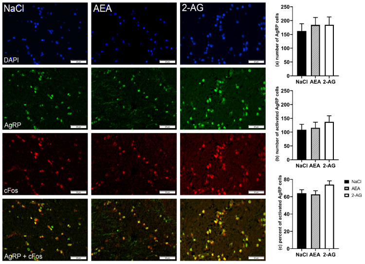 Immunofluorescence staining and representative images of the arcuate nucleus (ARC) of cows after intraperitoneal administration with NaCl (n = 7), AEA (n = 7) or 2-AG (n = 6) for 9 days. DAPI-stained nuclei (blue), AgRP neurons (green), cFos (red) and co-localization (merged image). Scale bar within images indicates 20 µm. Number of AgRP neurons (a), number of cFos-positive AgRPcells (b) and the percentage of activated AgRP cells per total AgRP cells (c). Data are shown as LSM ± SE with (a) F(2,17) = 0.25, p = 0.80, (b) F(2,17) = 0.51, p = 0.61, (c) F(2,15) = 2.11, p = 0.16 (ANOVA).
