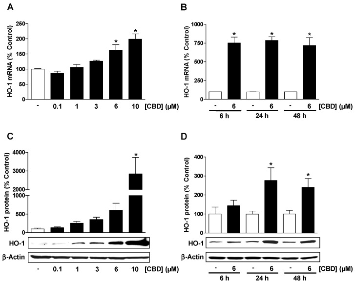 Cannabidiol (CBD) causes a concentration- and time-dependent induction of heme oxygenase-1 (HO-1) expression in human umbilical vein endothelial cells (HUVEC). Concentration-dependent effect of CBD on HO-1 mRNA (A) and HO-1 protein (C) expression following incubation with CBD or vehicle for 24 h. Time-dependent effect of CBD on HO-1 mRNA (B) and HO-1 protein (D) expression following incubation with CBD or vehicle for the times indicated. Expression values were normalized to β-actin. Percent control represents comparison with vehicle-treated cells (100%) in the absence of test substance. Values are means ± SEM of n = 4 (A), n = 3 (B), n = 6 (C), or n = 5 (D) experiments. The values for blots were determined by densitometric analysis. Representative blots are shown. * p < 0.05 vs. corresponding time-matched vehicle control; one-way ANOVA with Dunnett´s post hoc test (A,C) or Student´s two-tailed t test (B,D).