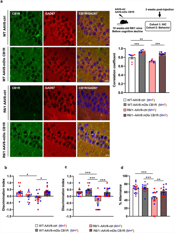 Intrahippocampal infusion of AAV-mDlx-CB1R enhances CB1R expression in GABAergic hippocampal neurons and improves cognitive performance in R6/1 mice. a Upper right, schematic illustration of experimental design. WT and R6/1 mice were bilaterally injected in the hippocampus with either AAV8 expressing CB1R under the GABAergic-specific mDlx promoter (AAV8-mDlx CB1R) or a control vector expressing mCherry (AAV8-ctrl). Left, representative confocal images show colocalization of CB1R (green) with GAD67 (red) in the hippocampus of transduced WT and R6/1 mice. Scale bar, 10 µm. Right, quantification of CB1R/GAD67 colocalization across the hippocampus, indicated by Pearson’s correlation coefficient. Mean ± SEM, n = 7–8 mice per group and genotype. Two-way ANOVA revealed a significant effect of AAV-mDlx-CB1R transduction (F(1, 27) = 6.459, P = 0.0171) and genotype (F(1, 27) = 19.31, P = 0.0002). b Performance in the novel object location task, assessing spatial memory. Two-way ANOVA revealed a significant interaction effect (F(1, 58) = 10.83, P = 0.0017). c Performance in the novel object recognition task. Two-way ANOVA showed significant effects of AAVs transduction (F(1, 50) = 19.03, P < 0.0001) and genotype (F(1, 50) = 16.28 P = 0.0002). d Performance in the Y-maze task, assessing spatial working memory. Two-way ANOVA revealed significant effects of AAV transduction (F(1, 62) = 8.541, P = 0.0048) and genotype (F(1, 62) = 28.44, P < 0.0001). Mean ± SEM, n = 9–18 mice per group and genotype. Statistical comparisons were performed using Tukey's post hoc test, *P < 0.05, **P < 0.01 and ***P < 0.001