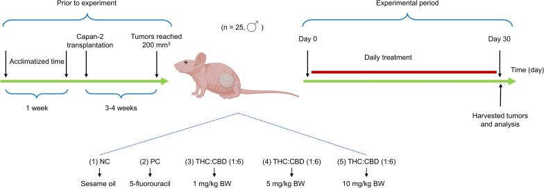 The experimental scheme of this study.