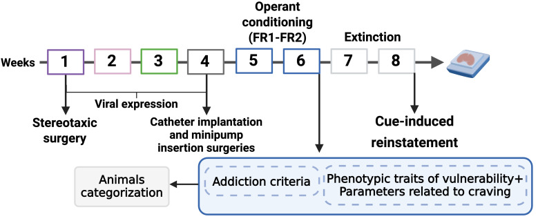Complete experimental protocol of our mouse model of operant WIN 55,212–2 intravenous self-administration