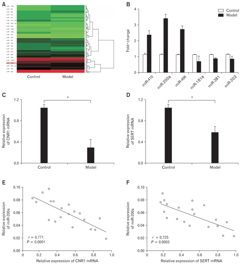 MicroRNA-200a (miR-200a) was upregulated and cannabinoid receptor 1 (CNR1) and serotonin transporter (SERT) were downregulated in distal colons of IBS-D rats. (A) There were 24 miRNAs differentially expressed in the model group compared to the control group based on RNA microarray analysis; 9 were upregulated and 15 were downregulated. (B) Quantitative real-time polymerase chain reaction (qRT-PCR) showed that miR-200a was significantly highly expressed in the model group (*P < 0.05, t test). (C, D) Quantitative RT-PCR showed that CNR1 and SERT mRNAs were significantly lowly expressed in the model group (*P < 0.05, t test). (E, F) There was a negative correlation between CNR1/SERT and miR-200a expression (P < 0.05, Spearman’s correlation analysis).