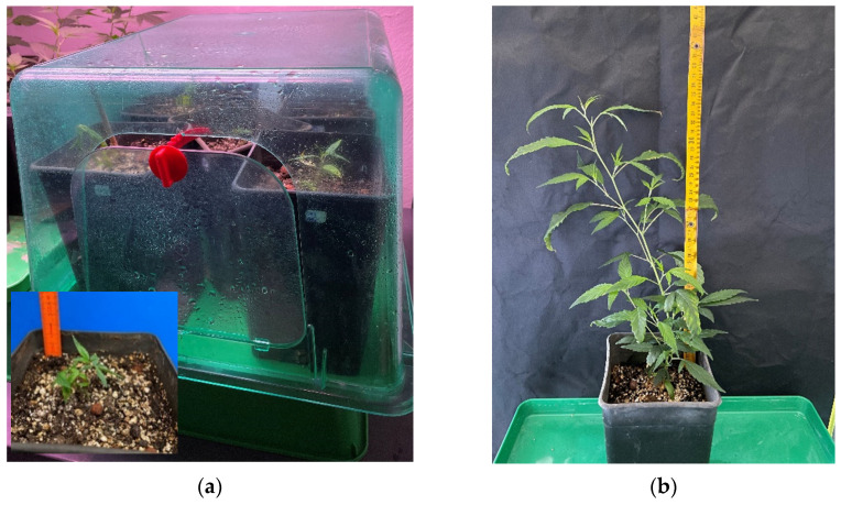 Well-rooted cuttings placed in peat–perlite mixture for acclimatization (a) and fully acclimatized Cannabis sativa L. plant (b).