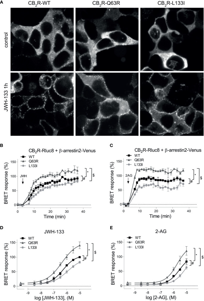 (A) β-arrestin2 localization: HEK 293T cells were co-transfected with unlabeled CB2Rs and β-arrestin2–Venus. Cells were untreated (control) or stimulated with JWH-133 (10 μM), for 1 hour. The cells were visualized by laser scanning confocal microscopy. (B–E) β-arrestin2 coupling to CB2Rs: BRET measurements showing the recruitment of β-arrestin2 to CB2 receptors upon agonist stimulus. CB2R-Rluc8 constructs (CB2R-WT: black squares, CB2R-Q63R: grey triangles, or CB2R-L133I: grey circles) were co-expressed with β-arr–Venus in HEK 293T cells, and BRET was measured upon JWH-133 (10 μM, B) or 2-AG (10 μM, C) stimulus. Data are shown as the percentage of the maximal response to 10-5 M JWH-133. Measurements were baseline-corrected to vehicle data (indicated by horizontal dashed line). Arrows indicate the time point of stimulation. (C) Concentration-response curves showing the recruitment of β-arrestin2 to CB2 receptors: in HEK 293T cells under basal and different JWH-133 (logEC50: -6.276; -6.373; -5.922 for wild-type, Q63R and L133I CB2 receptors) (D) or 2-AG-stimulated conditions (logEC50: -5.538; -5.725; -5.040 for wild-type, Q63R and L133I CB2 receptors) (E). The results were analyzed by two-way ANOVA (stimulation and mutation) and Tukey’s post-hoc test was applied for pairwise comparisons of the wild-type and mutant CB2R. The mean ± S.E.M. of the data in the form of 4 experiments is in the results. *, #, $ indicate a significant difference between control vs. CB2R-Q63R, control vs. CB2R-L133I, and CB2R-L133I vs. CB2R-Q63R, respectively (p<0.001).