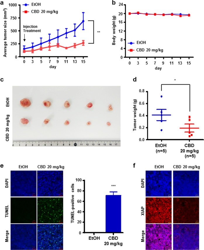 Effect of CBD treatment in an in vivo xenograft mouse model.a Tumor growth after subcutaneous injection in an established in vivo tumor xenograft mouse model. **P < 0.01. b Body weight of mice in the EtOH- and CBD-treated groups. c, d Representative images (c) and tumor weight (d) of tumor tissues from mice in the control and CBD treatment group. **P < 0.01. e Tumor sections were stained with TUNEL dye using In Situ TUNEL detection kit. ***P < 0.001. f Tumor tissue sections were immunostained with an anti-XIAP antibody (Red)