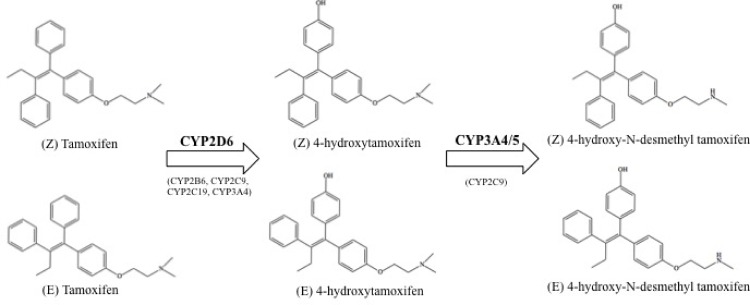 Structure of tamoxifen stereoisomers and subsequent cytochrome P450 metabolites.E- and Z-Tamoxifen (Tam) are metabolized by several CYP450 enzymes, the primary being CYP2D6 and CYP3A4/5, which yields stereoisomers of 4-hydroxytamoxifen (4OHT) and 4-hydroxy-N-desmethyl tamoxifen (End), respectively [33].