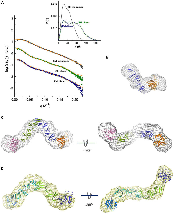 SAXS-based overall structures of Pal and Skl NAM-amidases. (A) Overlay of the scattering curves at infinite dilution of Skl and Pal (symbols) with the fits obtained by rigid-body modeling (orange traces). χ2 values between experimental and theoretical data calculated with CRYSOL were 0.646 (Skl), 0.512 (Skl/choline), and 0.153 (Pal/choline). The inset shows the real-space distance-distribution functions P(r), calculated with GNOM, for the respective configurations in solution. (B–D) Ab initio models built with DAMMIF/DAMMIN (mesh representation) superimposed with best rigid models (cartoon representation) of the Skl monomer (B), dimer (C), and Pal dimer (D). Views of rigid-body models of Pal and Skl dimers unveil the trans configurations of the NAM-amidase domains located at the extremes of the molecule (N-Skl: orange and pink domains; N-Pal: blue and violet domains; spheres depict dummy residues assigned to avoid clashes at the dimer interface and linker amino acids). Measurements were made at 4°C in 20 mM PB (Pal) or 50 mM Tris–HCl (Skl) at pH 8.0, supplemented or not with choline.