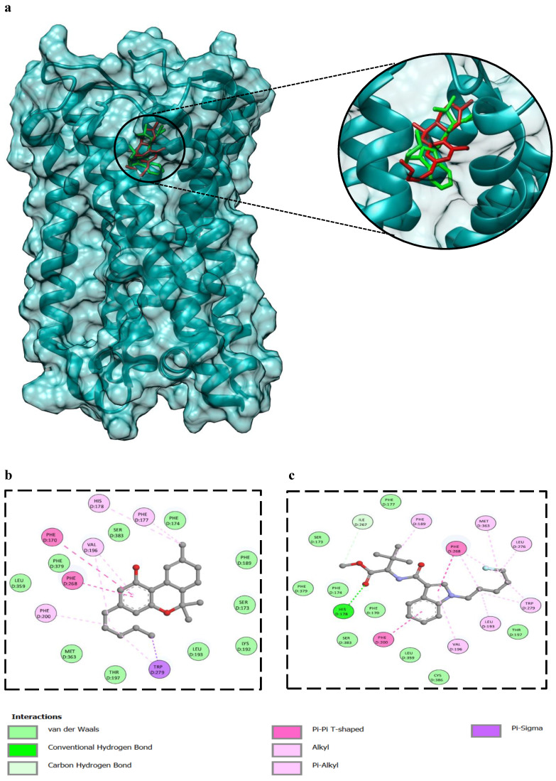 Molecular docking of compounds against CNR1. (a) The 3D binding configuration of THC (Red), 5F-MDMB-PICA (Green). Both ligands occupied similar spots of our protein target. The molecular interaction fingerprints in 2D showed that atoms of THC (b) and 5F-MDMB-PICA (c) interacted with amino acid residues important for binding with CNR1.