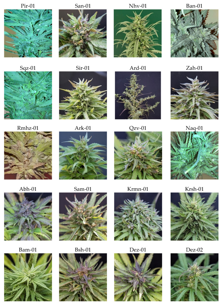 Diversity in female inflorescence of 20 natural cannabis populations distributed across Iran from west and north-west to south-west and east and south-east.