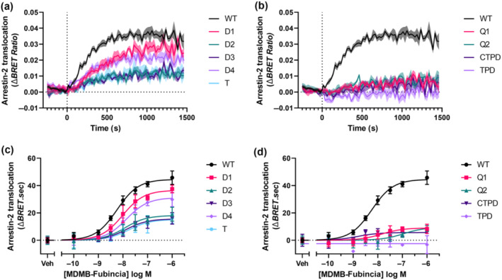 Ability of different CB1 receptor C‐terminal receptor mutants to facilitate arrestin‐2 translocation. HEK293 cells transiently expressing pplss‐3HA‐tagged CB1 receptor (WT or mutants) and arrestin‐2 translocation BRET assay components were stimulated with MDMB‐Fubinaca (100 nM) for 25 min. Time series BRET data of the kinetic response for each mutant are depicted in (a) and (b), where lines represent mean ΔBRET ratio and shading represents SEM of five experimental repeats (each conducted in triplicate). AUC was calculated to determine net translocation for concentration‐responses depicted in (c) and (d), where each data point is the mean and associated SD, fit with a three‐parameter sigmoidal curve for a single representative experiment conducted in technical triplicate and repeated five times.