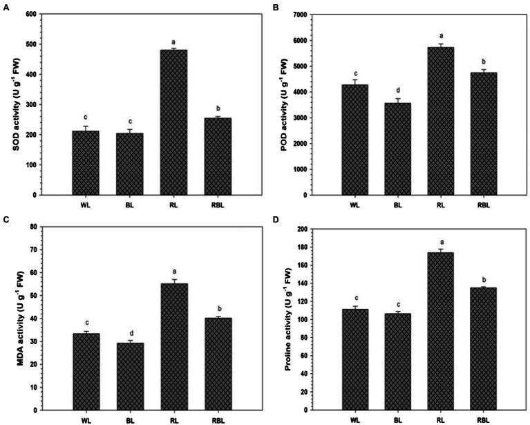 Effects of differential light quality on superoxide dismutase (SOD) activity (A), peroxidase (POD) activity (B), malondialdehyde (MDA) content (C), and proline content (D) in the leaves of industrial hemp grown under different color light-emitting diodes. Bars indicated the mean ± SD (n = 3). Different letters on bars indicated significant difference between treatments at p ≤ 0.05. Different abbreviations used in the figure are as follows: WL, white light LED (control); BL, blue light LED, RL, red light LED; RBL, 50% red and 50% blue Light LED.