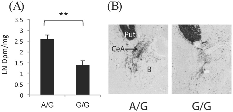 PENK mRNA distribution (A) and expression levels (B) in the amygdala of control subjects with the A/G and G/G genotype for the rs2576573 SNP.Expression levels (mean ± SEM) are denoted as natural log of the DPM/mg values. **p<0.01.