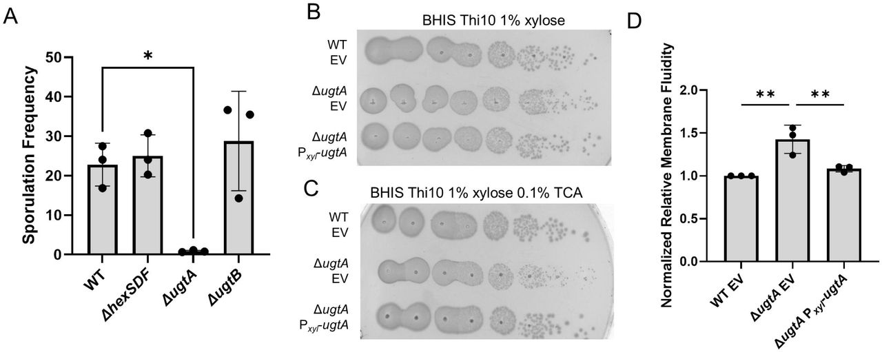 Loss of glycolipids decreases resistance to multiple membrane targeting antimicrobials. Fold change compared to WT for MICs of WT, ΔhexSDF, ΔugtB, and ΔugtA for A) TCA, GCA, CA, CDCA, DCA, LCA, B) polymyxin B and surfactin, and C) novobiocin. Data are graphed as the mean and standard deviation of three replicates. Statistical significance was assessed by two-way analysis of variance using Dunnett’s multiple-comparison test. **** p < 0.0001, *** p < 0.001, ** p < 0.01. .