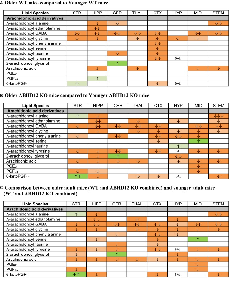 Age effects on arachidonic acid-derived CNS lipids. Heatmaps show effects of age on levels of arachidonic acid and arachidonic acid-derived lipids in the striatum (STR), hippocampus (HIPP), cerebellum (CER), thalamus (THAL), cortex (CTX), hypothalamus (HYP), midbrain (MID), and brainstem (STEM). Cells with shaded arrows indicate a change for that lipid in the indicated older adult brain area relative to the same younger adult area. The arrow color indicates the direction of a significant result in the older adult brain region relative to younger adult levels in the same region. Green colors represent increases, whereas orange colors represent decreases. Darker colors represent changes of p < 0.05 and lighter colors represent changes of p < 0.10. The number of arrows indicates the magnitude of the difference. One arrow indicates a magnitude difference of less than 1.5 fold, 2 arrows indicate a 1.5–1.99 fold change, and 3 arrows indicate a 2–2.99 fold change. A blank cell indicates that there was no change in the lipid’s level due to age. BAL, below analytical limits. See Methods and Supplementary Figure 2 for more detailed description of analysis. (A) Shows the effect of aging in wild-type (WT) mice, whereas (B) shows the effect of aging in ABHD12 knockout (KO) mice. (C) Shows the comparison between older adult mice (WT and ABHD12 KO combined) and younger adult mice (WT and ABHD12 KO combined).