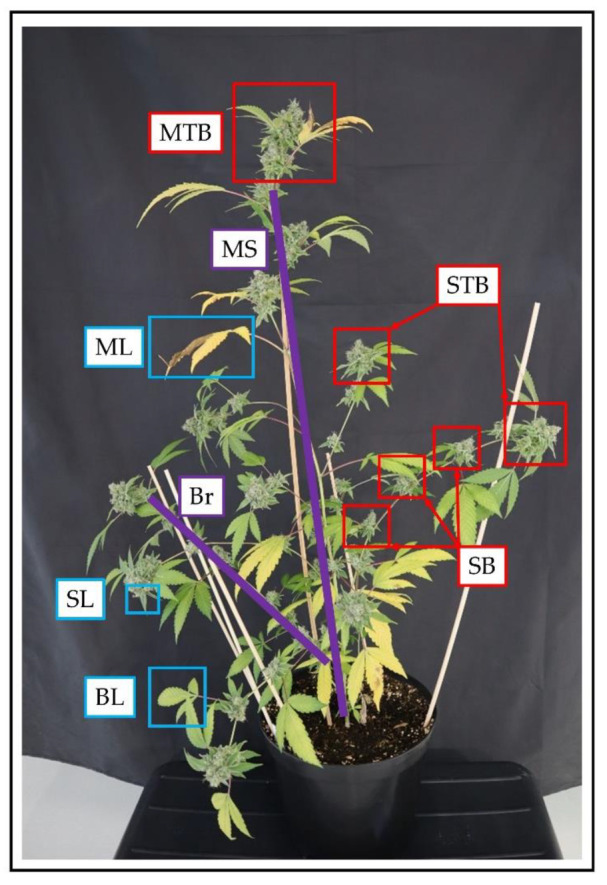 Schematic representation of the fractionation of Cannabis sativa L. exemplified by E19 at final harvest. The leaf fraction is divided between main leaves (ML), sugar leaves (SL) and branch leaves (BL). As regards to the stem, it is composed of main stem (MS) and branches (Br). The flowers were divided into main top bud (MTB), side top bud (STB) and side bud (SB).