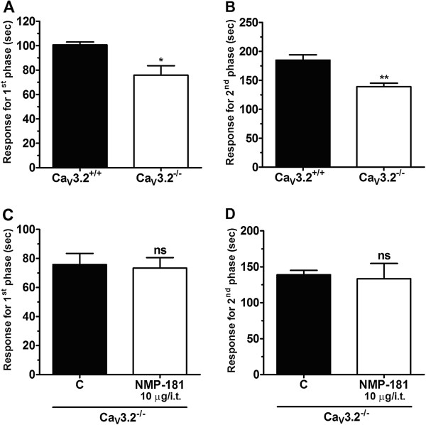 Effect of NMP-181 delivered via i.t. to CaV3.2 null mice on first (C) and second (D) phases of formalin induced pain. CaV3.2 null mice exhibit decreased pain response time when compared to wild-type animal on first (A) and second (B) phases of formalin induced pain. Each bar represents the mean responses from 6 animals and the error bars indicate the S.E.M. Control values (indicated by “C”) are from animals injected with 5% of DMSO in PBS (one-way ANOVA followed by Tukey’s test).