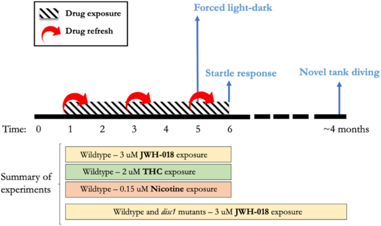 Experimental timeline for developmental exposure to JWH-018, THC, and nicotine. Horizontal bars in the lower part of the figure represent experiments carried out. The behavioral tests performed are represented in light blue.
