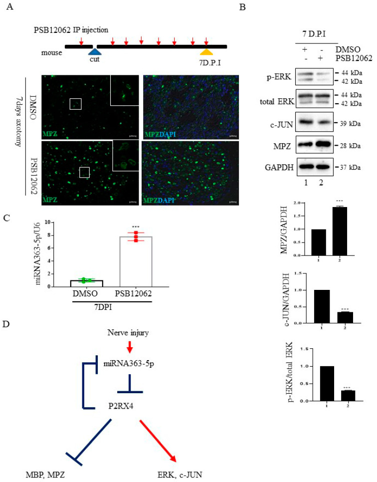 The P2RX4 antagonist PSB12062 blocked the degradation of myelination after nerve injury or during postnatal development in vivo. (A) Top, a schematic of P2RX4 antagonist administration after nerve axotomy. A P2RX4 antagonist (PSB12062) was intraperitoneally injected, once per day, from the day before nerve axotomy until 7 days postaxotomy. Bottom, immunofluorescence staining for MPZ (green) in sciatic nerves at 7 DPI compared with the control. Scale bar = 20 μm. (B) Western blot analysis of pERK and MPZ from the sciatic nerve of mice treated with PSB12062 and control (DMSO) after nerve injury. Lower panel shows the Western blot results. n = 3. (C) Levels of miRNA 363-5p from sciatic nerves 7 days after nerve injury and administration of the P2RX4 antagonist PSB12062 or control. n = 3. (D) Schematic of the double-negative feedback loop between miRNA 363-5p and P2RX4 after nerve injury. Data are the mean ± SD. *** p < 0.001.