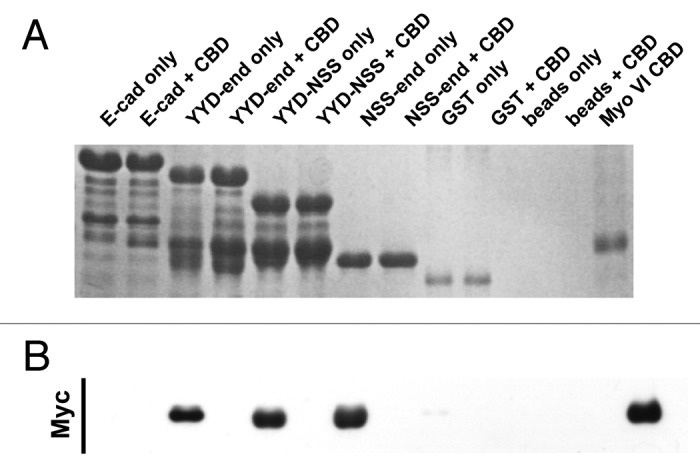 Figure 3. The juxtamembrane cadherin tail is not solely required to bind Myosin VI. Coomassie stained gel (A) and the corresponding Myc-immunoblot (B) of a representative in vitro binding experiment. The first two lanes show the E-cadherin tail construct coupled to GSH beads, without (lane 1) and with added myc tagged Myo VI CBD (lane 2). The following 6 lanes were loaded correspondingly with the three constructs (YYD-end, YYD-NSS and NSS-end) outlined in Figure 1. Lanes 9–12 are the negative GST controls and lane 13 indicates the molecular mass of the Myo VI CBD construct. The data are representative of three independent experiments.
