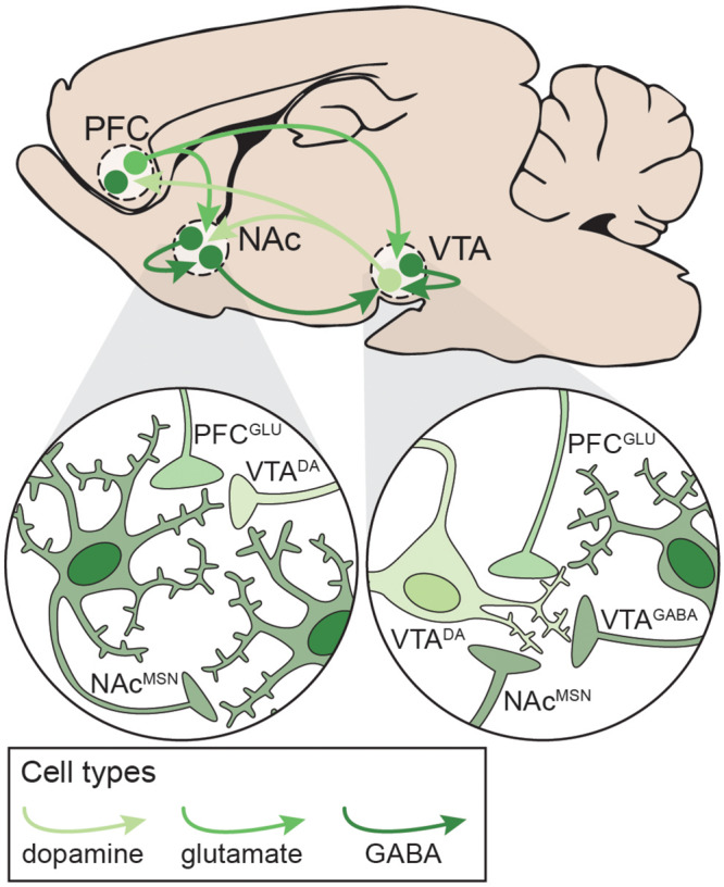 Neural circuitry targeted by potentially addictive drugs. Simplified schematic emphasizing local and distal connections between the PFC, NAc, and VTA that are targeted by potentially addictive drugs. Left: NAcMSNs receive excitatory glutamatergic inputs from PFCGLU neurons, dopaminergic inputs from VTADA neurons, and inhibitory GABAergic inputs from other NAcMSNs. Right: VTADA neurons are maintained under tonic inhibition by local VTAGABA interneurons and NAcMSNs and receive excitatory inputs from PFCGLU neurons. DA: dopamine; GLU: glutamate; MSN: medium spiny neuron; NAc: nucleus accumbens; PFC: prefrontal cortex; VTA: ventral tegmental area.