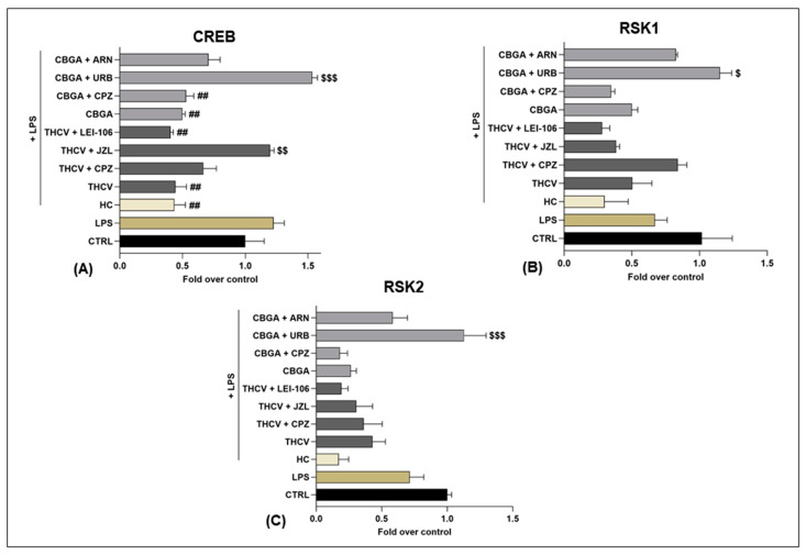 Expression of three of the phosphorylated proteins of the MAPK signaling pathway in HaCaT cells following 24 h treatment with LPS (5.0 µg/mL) in the presence of pCBs (THCV (9.3 µM) and CBGA (13.0 µM)) and selected eCB system antagonists and inhibitors (CPZ (5.0 μM), JZL184 (10.0 μM), LEI-106 (10.0 μM), URB597 (1.0 μM) and ARN19874 (33.7 μM)). Histograms for (A) CREB, (B) RSK1 and (C) RSK2. Data are presented as means ± SEM of three independent experiments (n = 3). Statistical analysis was performed using a one-way ANOVA test followed by a Bonferroni post hoc test. (## p < 0.01 vs. LPS; $ p < 0.05, $$ p < 0.01, $$$ p < 0.001 vs. the respective pCBs: THCV and CBGA).