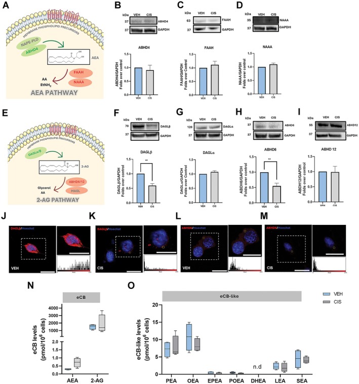 Effects of cisplatin on eCB metabolism. (A) Schematic representation of AEA metabolism. The biosynthetic enzymes are marked in green; the degradative enzymes are marked in red, and the enzymes that were not found to be expressed in the cell line are marked in gray. (B–D) Representative Western blots of ABHD4 (B), FAAH (C), NAAA (D), and corresponding densitometric quantitation with the GAPDH housekeeping in VEH and CIS‐treated cells. (E) Schematic representation of 2‐AG metabolism. The biosynthetic enzymes are marked in green; the degradative enzymes are marked in red, and the enzymes that were not expressed in the cell line are marked in gray. (F–I) Representative Western blots of DAGLβ (F), DAGLα (G), ABHD6 (H), ABHD12 (I), and corresponding densitometric quantitation with the GAPDH housekeeping in VEH and CIS‐treated cells. (J–M) Representative confocal microscopy images of DAGLβ (red) (J, K) and ABHD6 (red) (L, M) in VEH‐ and CIS‐treated cells, counterstained with Hoechst nuclear dye (blue); scale bar: 20 μm. White dotted boxes show zoomed‐in views of UB/OC1 cells, and the corresponding fluorescence intensity histograms are representative of the yellow circle‐marked areas. Data is presented as mean ± SEM Statistical analysis was performed using two‐tailed unpaired Student's t‐test (n = 3) (**p ≤ 0.01 vs VEH). Whole Western blot bands are reported in Figures S31–S39. (N) Levels of AEA and 2‐AG measured using UHPLC–MS/MS in VEH‐ and CIS‐treated UB/OC1cells. (O) Levels of eCB‐like compounds PEA, OEA, POEA, EPEA, DHEA, LEA and SEA, in VEH‐ and CIS‐treated UB/OC1 cells measured using UHPLC–MS/MS. Data are represented as a box plot with whisker plots ranging from min to max values for 4 independent experiments. When the expression of the lipids fell below the lower limit of quantification (LOQ), it was represented as 0. Statistical analysis was performed using two‐way ANOVA with Bonferroni post hoc comparison (n = 4). The data is presented as a box plot with whiskers ranging from min to max values. 2‐AG, 2‐arachidonoylglycerol; AA, arachidonic acid; ABHD 4, α/β hydrolase domain‐containing protein 4; ABHD 6/12, α/β hydrolase domain‐containing protein 6/12; AEA, N‐arachidonoylethanolamine; CIS, cisplatin; DAG, diacylglycerol; DAGLα/β, diacylglycerol lipases α and β; DHEA, docosahexaenoylethanolamine; EPEA, epoxyeicosatetraenoyl ethanolamide; EtNH2, ethanolamine; FAAH, fatty acid amide hydrolase; GAPDH, glyceraldehyde‐3‐phosphate dehydrogenase; LEA, linoleoylethanolamide; MAGL, monoacylglycerol lipase; NAPE‐PLD, N‐acyl‐phosphatidylethanolamines‐specific phospholipase D; NArPE, N‐arachidonoyl‐phosphatidylethanolamine; OEA, N‐oleoylethanolamine; PEA, N‐palmitoylethanolamine; POEA, N‐palmitoleoylethanolamine; SEA, N‐stearoylethanolamine; VEH, vehicle.