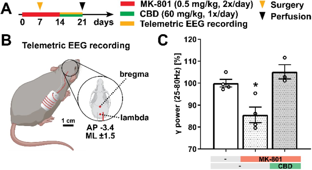 CBD treatment reverts MK-801-induced reduction of γ oscillation contribution(A) Experimental protocol for pharmacological treatment with MK-801 and CBD and telemetric electroencephalographical recording (EEG) and perfusion. (B) Schematic representation of the ETA F-10 transmitter implanted to perform telemetric EEG recording. AP, anteroposterior axis; ML, mediolateral axis [Created with BioRender.com]. (C) The relative power of γ oscillations [25 - 80 Hz range] normalized on vehicle-treated mice calculated as average power within the period evaluated. Data are represented as mean ± SEM of 3-4 mice. Each group was compared to the control group (*, p < 0.05). Details on statistical analysis can be found in Supplementary Table 1.