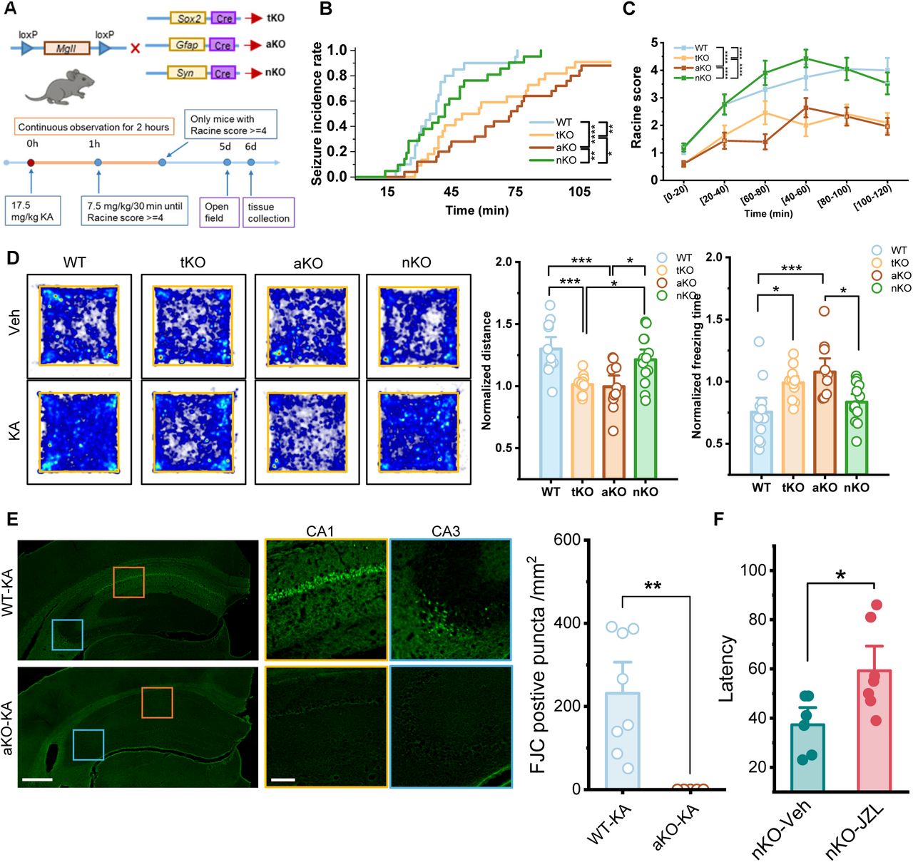 Astrocyte-specific mgll deletion attenuates kainic acid (KA)-induced seizure susceptibility and hippocampal neurodegeneration (A) Schematic representation of the genetic strategy used to generate total mgll knockout (tKO) mice (using Sox2-Cre), astrocyte-specific mgll knockout (aKO) mice (using Gfap-Cre), and neuron-specific mgll knockout (nKO) mice (using Syn-Cre). (B) Kaplan-Meier curves showing the cumulative seizure incidence rate following KA administration in WT, tKO, aKO, and nKO mice. Statistical significance was determined using the Kaplan-Meier estimator with Holm-Sidak’s multiple comparison test. (C) Time course of seizure severity quantified by the Racine scale over 2 hours post-KA injection. Data were analyzed using two-way repeated measures ANOVA followed by Tukey multiple comparison test. (D) Representative heatmaps illustrating the activity tracks of mice in the Open Field test. Warmer colors indicate strictly higher time spent in that location. Quantification of locomotor and anxiety-like behaviors in the Open Field test, showing normalized total distance traveled and normalized freezing time. Data are means ± SEM. *p <0.05, **p<0.01, ***p< 0.001 (n=11∼13/group, ANOVA with post hoc Turkey test). (E) Representative immunofluorescence images of Fluoro-Jade C (FJC) staining in the hippocampus of WT and aKO mice following KA treatment. High-magnification insets (colored boxes) display the CA1 and CA3 regions. Scale bars: 500 μm (overview) and 100 μm (insets). Quantification of FJC-positive puncta density (puncta/mm²) in the hippocampus, showing significantly reduced neurodegeneration in aKO mice compared to WT Data are means ± SEM. **P<0.01 (the Mann-Whitney test, n=4/group). (F) Latency to first seizure of nKO mice with JZL-184 or DMSO. Data are means ± SEM. *P<0.05 (n= 6-7/group, unpaired Student’s t-tes).