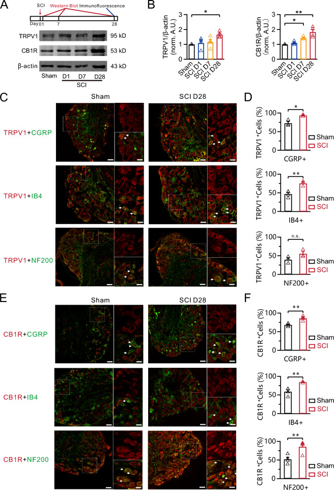 TRPV1 and CB1R are upregulated in nociceptors following SCI. A Schematic of the experimental design (top) and representative Western blots (bottom) showing the TRPV1 and CB1R levels in DRGs from the sham group or at different time points after SCI. B Statistics for the TRPV1 and CB1R levels from (A) using a one-way ANOVA with Dunnett’s post hoc test. *p < 0.05, **p < 0.01. C Immunofluorescence of TRPV1 (red) with CGRP (green, top), IB4 (green, middle), and NF200 (green, below) in DRG neurons in the sham and 28 days post-SCI groups. Scale bar, 50 μm. Scale bar of the enlarged view, 12.5 μm. D Statistics of co-localization of TRPV1 with CGRP, IB4, and NF200 in DRG neurons in the sham and 28 days post-SCI groups using a Fisher’s exact test. *p < 0.05, **p < 0.01. n.s., not significant. E Immunofluorescence of CB1R (red) with CGRP (green, top), IB4 (green, middle), and NF200 (green, below) in DRG neurons in the sham and 28 days post-SCI groups. Scale bar, 50 μm. Scale bar of the enlarged view, 12.5 μm. F Statistics of co-localization of CB1R with CGRP, IB4, and NF200 in DRG neurons in the sham and 28 days post-SCI groups using a Fisher’s exact test. **p < 0.01