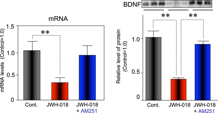 Effect of administration of JWH-018 on BDNF mRNA and protein levels in the hippocampus. The bars represent the means ± SEM of 3 mice. **p < 0.01 indicates significant difference compared to controls.