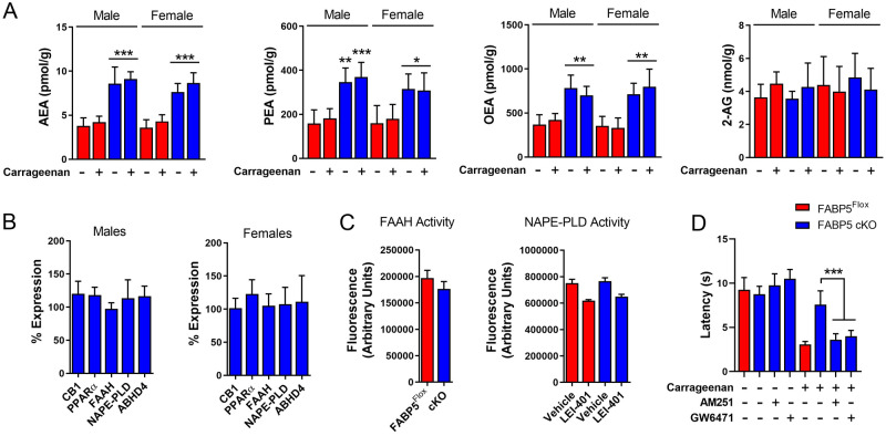 CB1 and PPARα mediate the antinociceptive effects in FABP5 cKO mice. (A) Levels of AEA, PEA, OEA, and 2-AG in DRGs of male and female FABP5Flox and FABP5 cKO mice at baseline and 4 h after intraplantar carrageenan injection. **p < 0.01; ***p < 0.001 vs WT and FABP5Flox calculated using two-way ANOVA followed by Bonferroni post-hoc test (n = 5). (B) Percent expression of CB1, PPARα, FAAH, NAPE-PLD, and ABHD4 in DRGs of male and female FABP5 cKO mice relative to FABP5Flox controls. (C) FAAH and NAPE-PLD activity in DRGs. Left: DRGs were incubated with the selective FAAH substrate AMC-AEA (100 µM). Right: DRGs were incubated with the phospholipase A1 substrate PED-A1 (10 µM) in the presence or absence of the selective NAPE-PLD inhibitor LEI-401 (30 µM) (n = 3). (D) Thermal withdrawal latencies in FABP5 cKO mice receiving vehicle, AM251 (3 mg/kg, i.p.), or GW6471 (4 mg/kg, i.p.). ***p < 0.001 calculated using one-way ANOVA followed by Dunnett’s post-hoc test (n = 6).