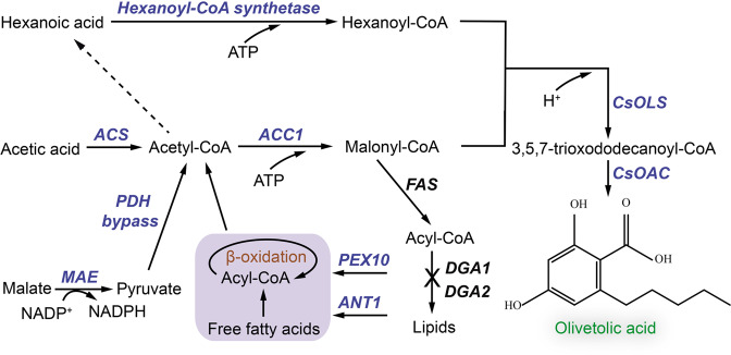 Metabolic engineering strategies to improve olivetolic acid (OLA) synthesis in Y. lipolytica.ACC1 acetyl-CoA-carboxylase, ACS acetyl-CoA synthase, ANT1 adenine nucleotide transporter, CsOAC OLA cyclase from Cannabis sativa, CsOLS, OLA synthase from C. sativa, DGA1 and DGA2 diacylglycerol acyltransferases, FAS fatty acid synthase, MAE malic enzyme, PDH pyruvate dehydrogenase, PEX10 peroxisomal matrix protein. Blue colored steps are beneficial for OLA production.