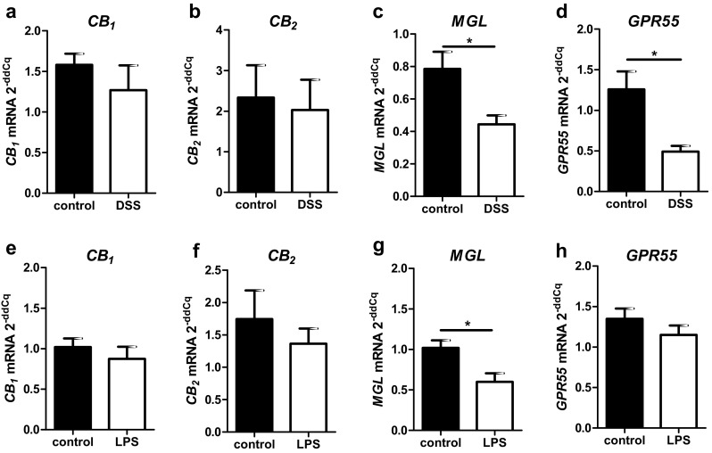 qRT-PCR evaluation of total mRNA levels of colon (a–d) and ileum (e–h) from healthy and diseased mice. While CB1 (a) and CB2 (c) gene expression are not significantly altered in mice after DSS treatment, GPR55 (b) and MGL (d) gene expression are significantly reduced in DSS-induced colitis. In LPS-induced systemic inflammation, CB1, CB2 and GPR55 mRNA levels do not differ from healthy tissue (e–g). In contrast, MGL mRNA levels are reduced in comparison to healthy animals (h)