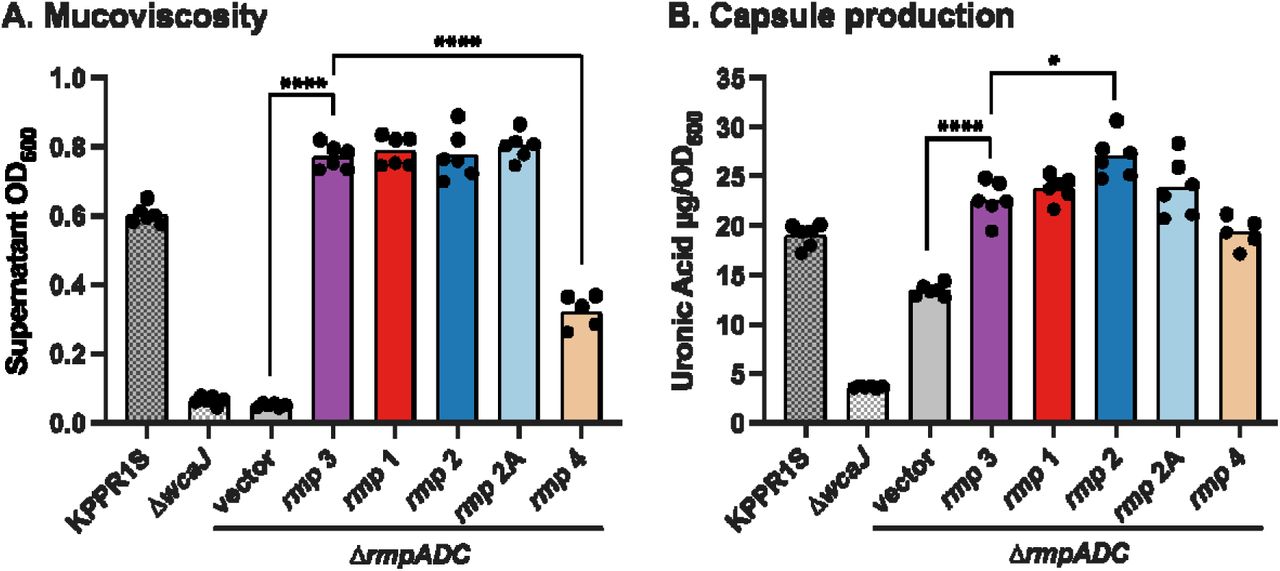 Hypermucoviscosity and capsule production of ectopically expressed rmp loci from the five different lineages.A. Mucoviscosity assay, and B. uronic acid assay of KPPR1S, ΔwcaJ, and Δrmp strains with vector (pMWO-078) or lineage-specific pRmp (see Table 1). Data from two technical replicates and three biological replicates were obtained following a 5.5 hour induction of KPPR1S expression plasmid-borne rmp genes as described in Methods. One-way ANOVA with Tukey’s post-test was used to determine significance. *, P < 0.05; ***, P < 0.001; ****, P < 0.0001; comparisons not indicated were not significant.