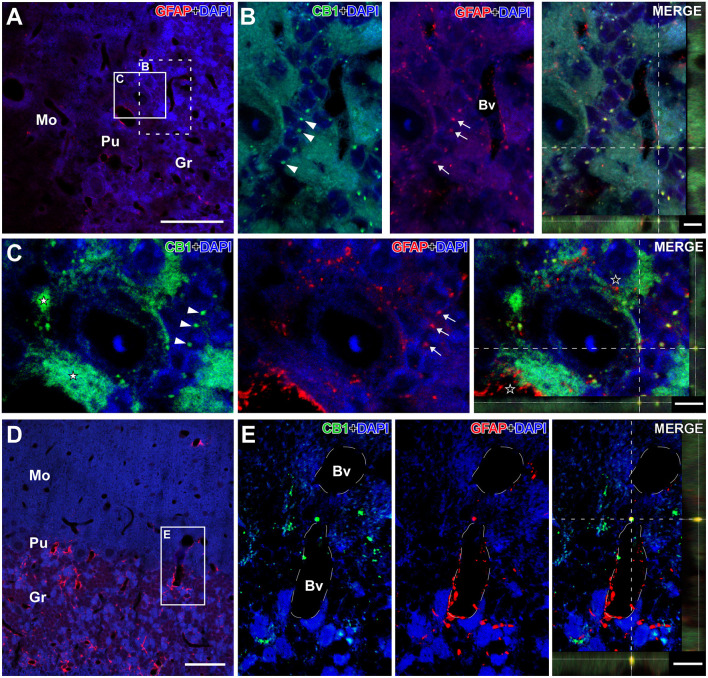 Details of CB1- and GFAP-immunolabeling in the cerebellum of the GASH/Sal. Details of CB1- and GFAP-immunolabeling in the cerebellum of the GASH/Sal (depicted in green and red, respectively). (A) Low magnification confocal microscopy image of a 6- μm coronal section shows immunolabeling for GFAP-immunolabeling (in red) in the cerebellum of a control hamster. (B) High magnification photomicrographs corresponding to the dashed square in (A) shows details of CB1-immunolabeled puncta (arrowheads) as well as GFAP-immunolabeled glial fibers (arrows) distributed around cerebellar granule cells. (C) High magnification confocal microscopy images corresponding to the white square in (A) shows large putative axonal puncta immunolabeled for CB1 (white stars) nearby a Purkinje cell and small CB1-immunolabeling punctate (arrowheads) in close apposition to granular cells. Note that GFAP-immunolabeled glial fibers distributed around cerebellar granule cells (arrows) as well as in the vicinity of CB1-immunolabeled terminals (black stars in the merge panel). The maximum projection of confocal images corresponding to the panels in (C) was displayed in the 3D video of Supplementary Material 4. (D) Low magnification confocal microscopy image show GFAP-immunolabeling (in red) associated with blood vessels in the cerebellum. (E) High magnification photomicrograph corresponding to the square in D shows details of CB1- and GFAP-immunolabeling in the vicinity of a blood vessel. Colocalization of CB1 with GFAP can be observed in the orthogonal view of the merged confocal images. DAPI (in blue) was used for nuclear staining to show cell position. Scale bars = 50 μm in (A,D); 5 μm for all panels in (B,C); 10 μm for all panels in (E). Bv, Lumen of blood vessel; Gr, Cerebellar granular layer; Mo, Cerebellar molecular layer; Pu, Purkinje cell layer.