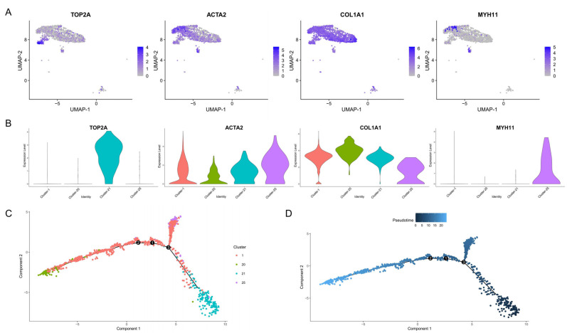 Pseudo-time analysis of myoid cells and stromal cells. (A) Marker genes of different cells with UMAP plot. (B) Violin plots of different cell type-specific gene expression patterns across different clusters. (C,D) The pseudo-time trajectory of the myoid cells and stromal cells, colored according to their predicted cluster (C) and pseudo-time. Cells with a darker color are in the front position of the pseudo-time, and cells with a lighter color are in the back position of the pseudo-time (D). The numbers in the figure represent the nodes of the pseudo-time trajectory.