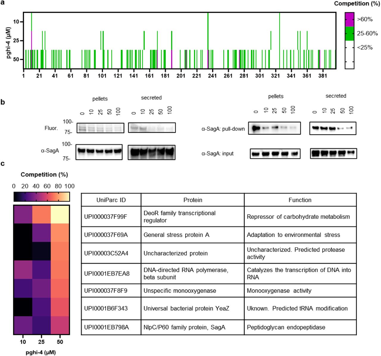 Cysteine-directed chemoproteomic analysis.a, Competitive cysteine-directed chemoproteomic analysis of VREfm (ERV165) proteome after treatment with pghi-4. Data are clustering as percentage of competition for cysteine occupancy relative to desthiobiotin-iocoacetamide activity. b, Pghi-4-treated ERV165 cell lysates and secreted proteins were reacted with iodoacetamide-alkyne probe. Left: clicked to rhodamine-azide, followed by SDS-PAGE separation and visualized by fluorescence. α-SagA western blot analysis served as protein loading control. Right: clicked to biotin-azide, followed by enrichment, SDS-PAGE separation and analyzed by α-SagA western blot. α-SagA western blot analysis of input (2.5%) served as protein loading control. c, Heat-map of activity of top 7 cysteine-directed protein targets of pghi-4 with their functions in ERV165. Data are representative biological replicates of two independent datasets.