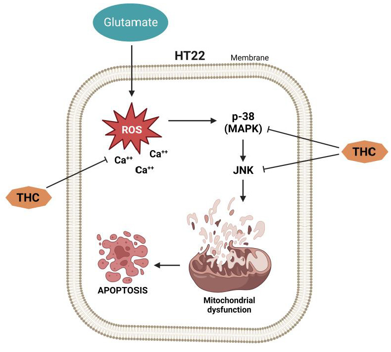 The effect of THC on glutamate-induced apoptotic damage in HT22 cells.