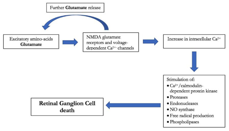 Diagram of glutamate-induced toxicity on retinal ganglion cell.