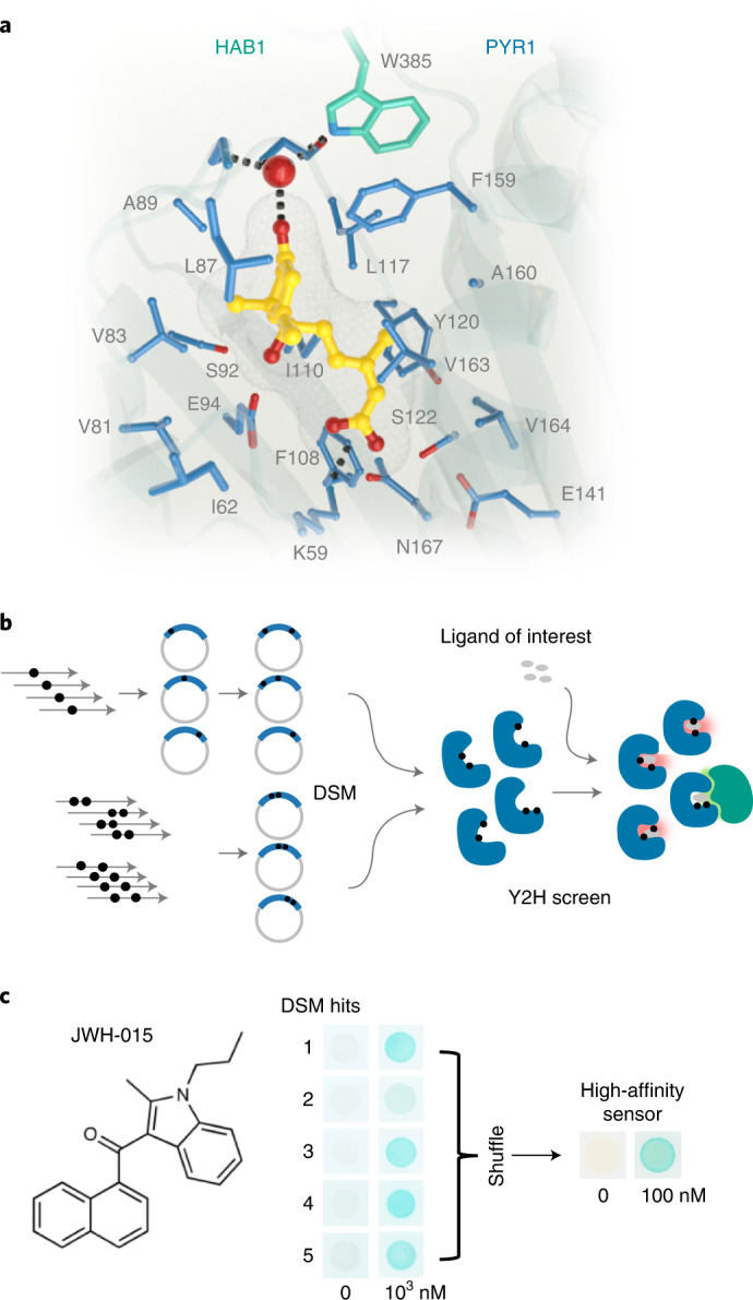 Protein structure-guided design of high-affinity PYR1-based cannabinoid sensors.a, The 19 side chains of residues in PYR1’s binding pocket targeted for double-site mutagenesis (DSM) are shown along with ABA (yellow) and HAB1’s W385 ‘lock’ residue and water network (3QN1). b, Sensor evolution pipeline. The PYR1 library was constructed by NM12,15 in two subpools, one using single-mutant oligos and another using double-mutant oligo pools. The combined pools were screened for sensors using Y2H growth selections in the presence of a ligand of interest. c, Representative screen results. The DSM library was screened for mutants that respond to the synthetic cannabinoid JWH-015 yielding five hits that were subsequently optimized by two rounds of DNA shuffling to yield PYR1JWH-015, which harbors four mutations. The yeast two-hybrid (Y2H) staining data show different receptor responses to JWH-015 by β-galactosidase activity.