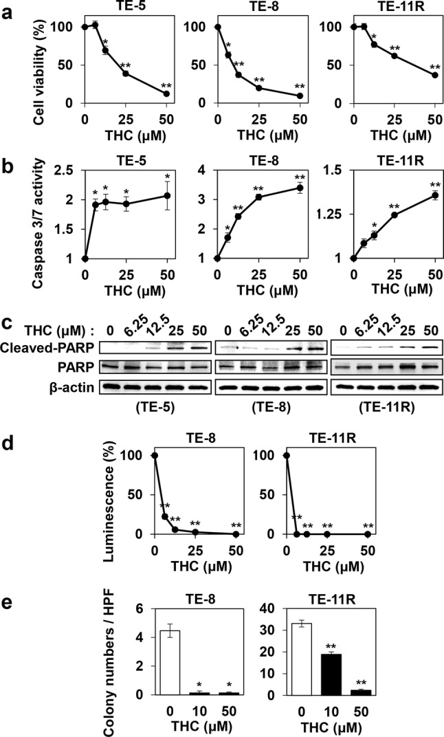 Cytotoxic effects of Theracurmin® on ESCC cells. a Cell viability: ESCC cells were cultured with the indicated concentrations (0–50 μM) of Theracurmin® (THC) for 96 h. Cell viability was measured using the WST-1 assay. Viability of each cell type treated with THC relative to that of untreated cells is indicated (*P < 0.05, **P < 0.01, vs untreated cells; n = 3). b Caspase 3/7 activity: ESCC cells were cultured with the indicated concentrations (0–50 μM) of THC for 12 h (TE-5) or 24 h (TE-8 and TE-11R). Caspase 3/7 activity was measured using the Caspase-Glo 3/7 Assay. Relative Caspase 3/7 activity of each cell type treated with the indicated concentrations of THC relative to that of untreated cells is indicated (*P < 0.05, **P < 0.01, vs untreated cells; n = 3). c Assessment of apoptosis: ESCC cells were cultured with the indicated concentrations (0–50 μM) of THC for 24 h. The cleavage of PARP was investigated by western blotting. β-actin served as a loading control. d Spheroid assay: Spheres were generated by TE-8 and TE-11R cells treated with the indicated concentrations (0–50 μM) of THC for 2 weeks. Spheroid formation level was measured using the CellTiter-Glo 3D Cell Viability Assay. Spheroid formation by each cell type treated with THC relative to that of untreated cells is indicated (**P < 0.01, vs untreated cells; n = 3). e Colony formation assay: Colonies were generated by TE-8 and TE-11R cells with the indicated concentrations (0–50 μM) of THC for 2 weeks (TE-11R) or 3 weeks (TE-8). Colony numbers per high-power field (HPF) were counted in 15 random fields to determine the mean colony-forming units for each sample (*P < 0.05, **P < 0.01, vs untreated cells)