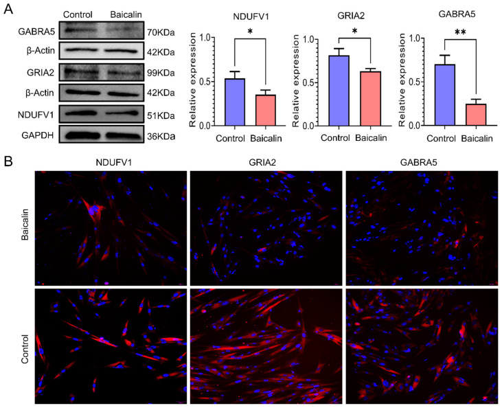 Confirmation of the NDUFV1, GRIA2 and GABRA5 by Western blot and fluorescence. (A) Representative Western blot images of NDUFV1, GRIA2 and GABRA5, and their statistical plots. (B) Fluorescence photos for NDUFV1, GRIA2 and GABRA5. All data were expressed as mean ± standard deviation (SD) (n = 3). * p < 0.05, ** p < 0.01.