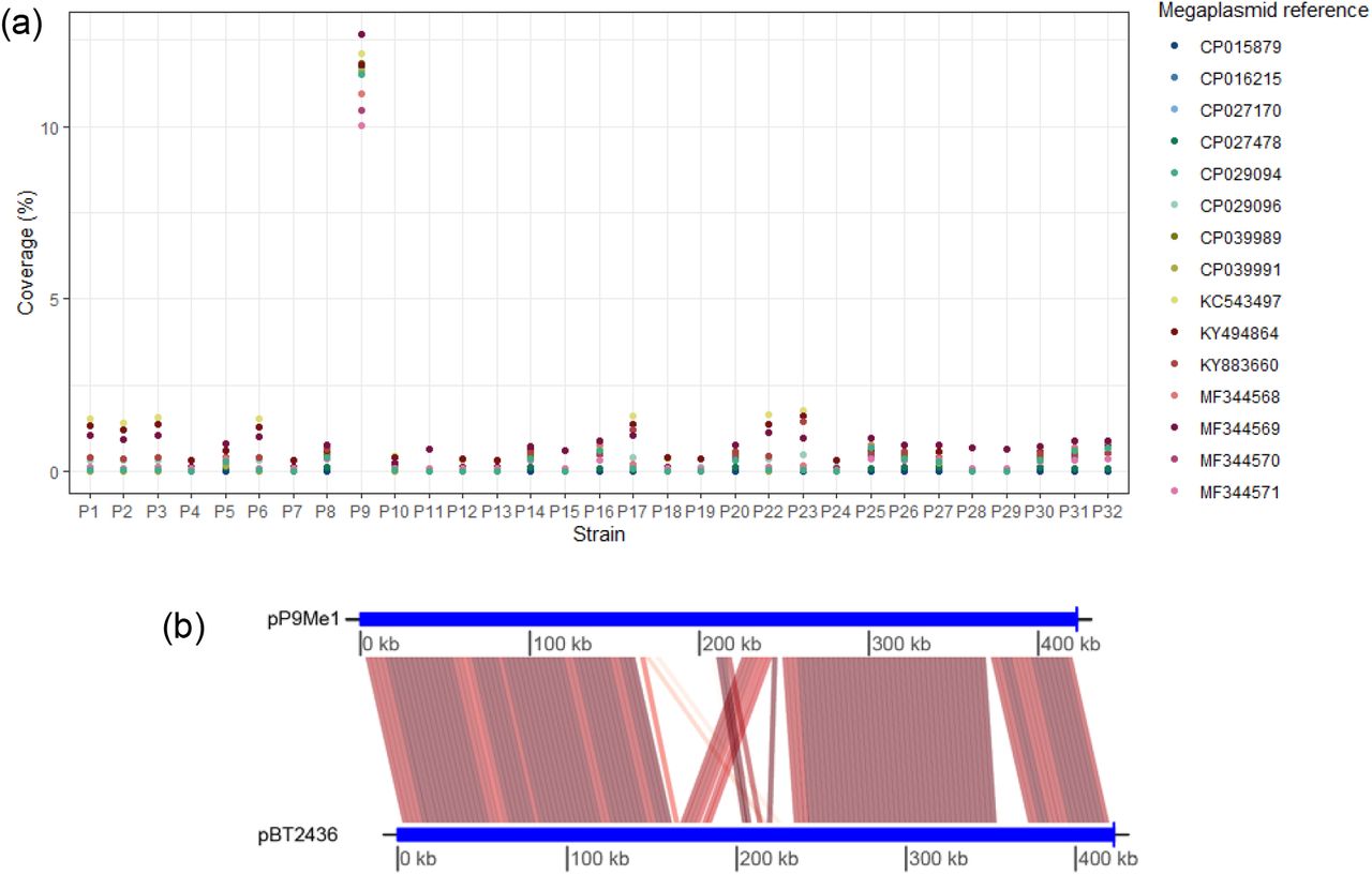Detection and characterization of a pBT2436-like megaplasmid in the genome of P. aeruginosa P9.(a) Proportion of Illumina sequence reads generated for P. aeruginosa isolates recovered in Egypt that map to pBT2436-like megaplasmid reference sequences. (b) Visualization of the conserved regions between the sequences of the megaplasmids pP9Me1 and pBT2436 as determined using FastANI, with repA set as the start gene for both plasmid sequences.