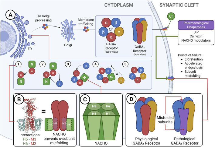 Diagram illustrating GABA receptor formation and trafficking. Panel A shows ER-to-Golgi processing, membrane trafficking, and assembly steps of alpha, beta, and gamma subunits. Pharmacological chaperones and points of failure are noted. Panel B depicts NACHO interactions preventing alpha-subunit misfolding. Panel C shows NACHO structure, and Panel D compares physiological and pathological GABA receptors to highlight misfolded subunits.