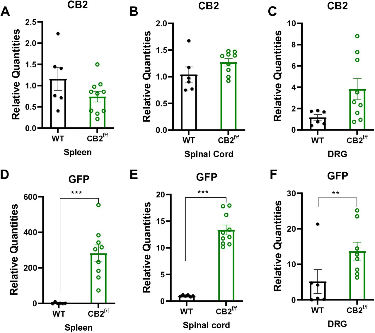 CB2 and GFP mRNA are detectable within nociceptive circuitry.CB2 and GFP mRNAs are detectable in tissues implicated in nociceptive processing. CB2 mRNA was present at comparable levels between CB2f/f and wild type animals in the spleen, spinal cord and DRG (A-C). GFP mRNA was detectable in the spleen, spinal cord and DRG of CB2f/f mice (D-F). (N=6 for wildtype group, N=11 for CB2f/f, animals used for this study were age matched between 90 days 150 days. Values were calculated using the 2(-ΔΔCt) method. GAPDH was used as reference gene. In WT tissues, CT values for GFP were typically undefined and assigned an arbitrary CT value of 37 for comparison with values in reporter mice. Data are expressed as mean ± S.E.M. **p < 0.01, ***p<0.001, unpaired sample two tailed t-test.