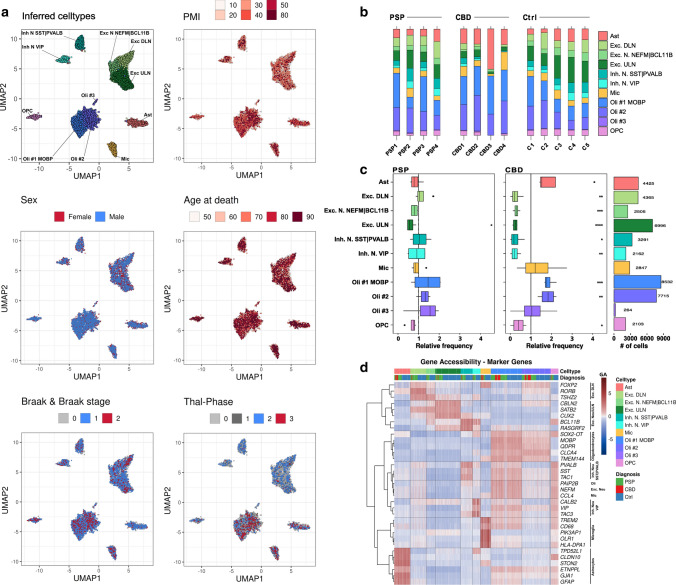 Cell type inference and shifted cell type proportions in primary tauopathies. a Projections of cluster-cell type assignments and metadata onto the UMAP embedding of barcodes indicating their dissimilarity in distance between single barcodes (nuclei) as well as the respective variable as color code. Color coding and labels indicate the cell type or sub-cell type identity where applicable. The case-related covariates postmortem interval (PMI), sex, age at death, Braak&Braak stages did not overtly influence the embedding. Neuronal clusters were rather composited of nuclei originating from cases with Thal phase 0–2. Hex-binning was used to visualize overlapping puncta as pixel-wise means in case of PMI, sex, age at death, Braak&Braak stages, and Thal phases. b Bar plots representing relative sample-wise cell type frequencies of PSP, CBD, and Ctrl samples. Color coding indicates the cell type identity. CBD cases exhibit higher relative numbers of astrocytes (esp. CBD3). c Boxplots of relative cell type frequencies show excitatory neuron loss in PSP (left) and reductions in all neuronal populations with higher oligodendrocyte frequencies in CBD (mid) samples, when compared to the Ctrls’ mean (vertical dashed line). Outliers are depicted as black dots. The hinges of each box correspond to the 25th and 75th percentiles with medians drawn as black bar. The 1.5-times inter‐quartile ranges are shown as black whiskers. Total numbers of cells (# of cells) are indicated as bar plots on the right. Color coding indicates the cell type identity where applicable, while asterisks display the degree of significance with *p < .05, **p < .01, ***p < .001, and ****p < .0001. d Heatmap of gene body accessibility (GA) scores at marker gene loci to guide cell type identification. Every column corresponds to a single barcode, every row to a gene. Color shading indicates the extent of GA from low (blue) to high (red). Rows were clustered hierarchically (Euclidean distance, Ward-D2 method) and results depicted as dendrogram on the left. Cell/barcode order was fixed, but the overlay informs about the definitive cell type and the neuropathological diagnosis. Gene names comply with the Ensembl gene IDs. Exc. DLN excitatory deep-layer neurons, Exc. ULN excitatory upper-layer neurons, Inh. N. inhibitory neurons, Mic microglia, Oli oligodendrocytes, OPC oligodendrocytic precursor cells, PMI postmortem interval
